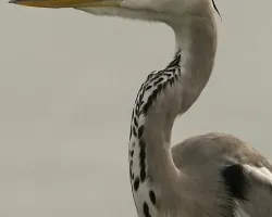 Grey Heron - portrait 2