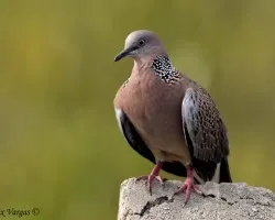 Spotted Dove