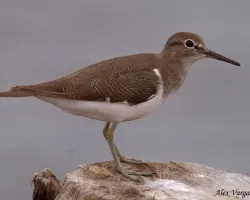 Common Sandpiper