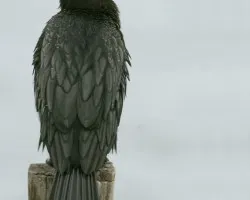 Phalacrocorax niger