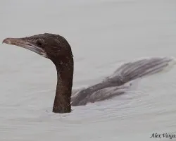 Phalacrocorax niger