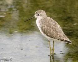 Marsh Sanpiper non breed