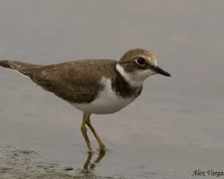 Little Ringed Plover - molting
