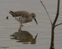 Red Knot - molting