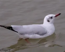 Brown-headed Gull - non breed