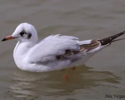 Brown-headed Gull - 1st winter