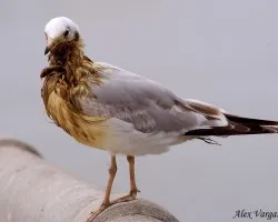 Brown-headed Gull - 1st winter dirty plumage