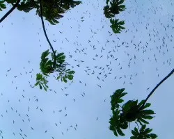 Migracion de Gaviluchos