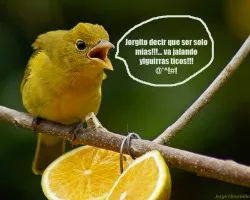 Chiva Summer
