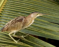 Yellow Bittern - Garcilla Amarilla