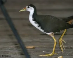 White-breasted Water-Hen - Gallareta Pecho Blanco