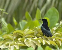 Spangled Drongo