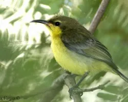 Olive-backed Sunbird hembra