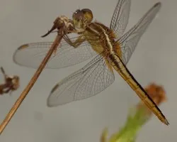 Libelula Thai grande 1