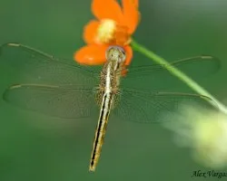 Libelula Thai grande 2