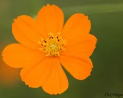 Flor Amarilla en Macro