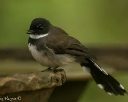 Pied Fantail 1