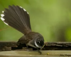Pied Fantail 2