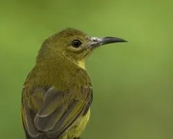 Olive-backed Sunbird hembra 2