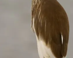 Pond Heron non breed