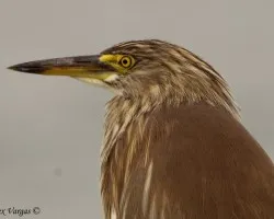 Pond Heron portrait