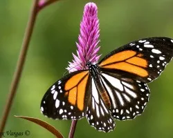 Malaysian Tiger