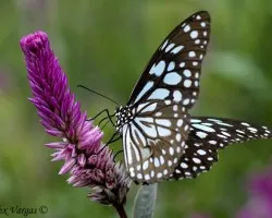 Faint Zebra