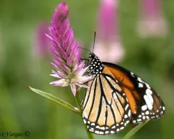 Heliconius Thai