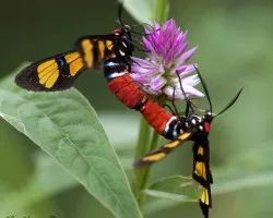 Colorful Mating