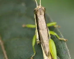 Thai Cricket