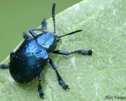 Blue Laddybug (pepita azul) ;)