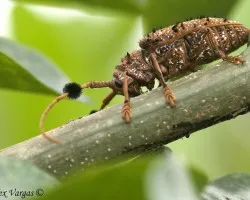 Cerambicido Thai