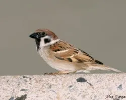Eurasian Tree-Sparrow