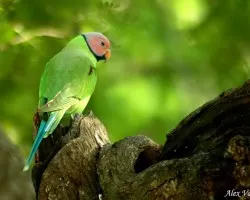 Blossom-headed Parakeet