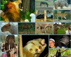 Zoo Abierto de BKK