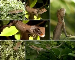 Garden Fence Lizzard