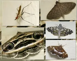 Caceria Nocturna