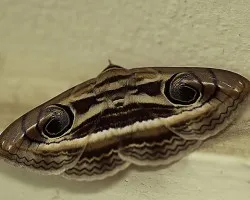 Polilla de Hua Hin