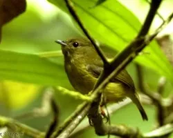 Manacus candei - hembra
