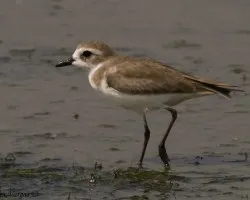 Lesser Sand Plover