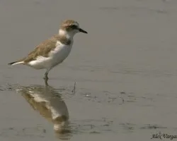 Kentish Plover
