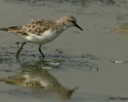 Rufous-necked Stint