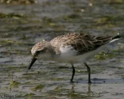 Little Stint