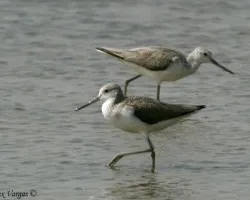 Common Greenshank