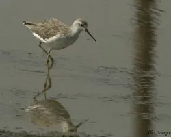 Marsh Sanpiper
