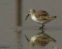Curlew Sandpiper