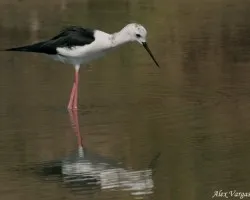 Black-winged Stilt