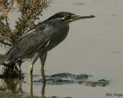 Little Heron