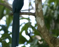 Green-billed Malkoha