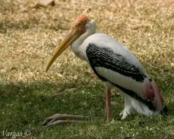 Painted Stork resting